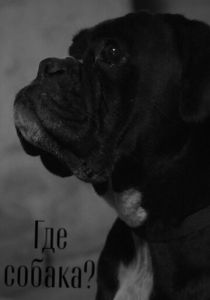 Где собака? 2024