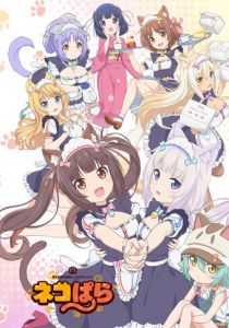 Кошачий рай 2020