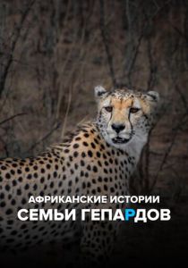 Африканские истории семьи гепардов 2020