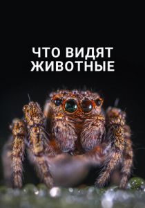 Что видят животные (Фильм 2018)